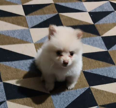 Lindo filhote de Lulu da Pomerania